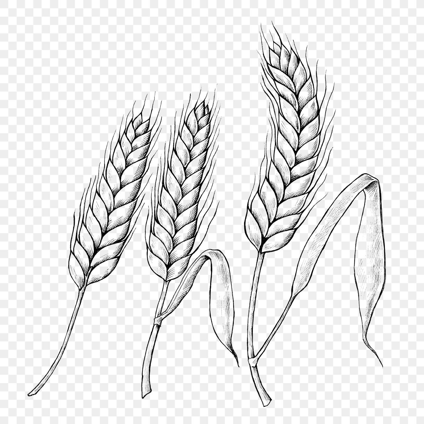 vintage wheat plant etching free transparent png 1203746 recipe website template