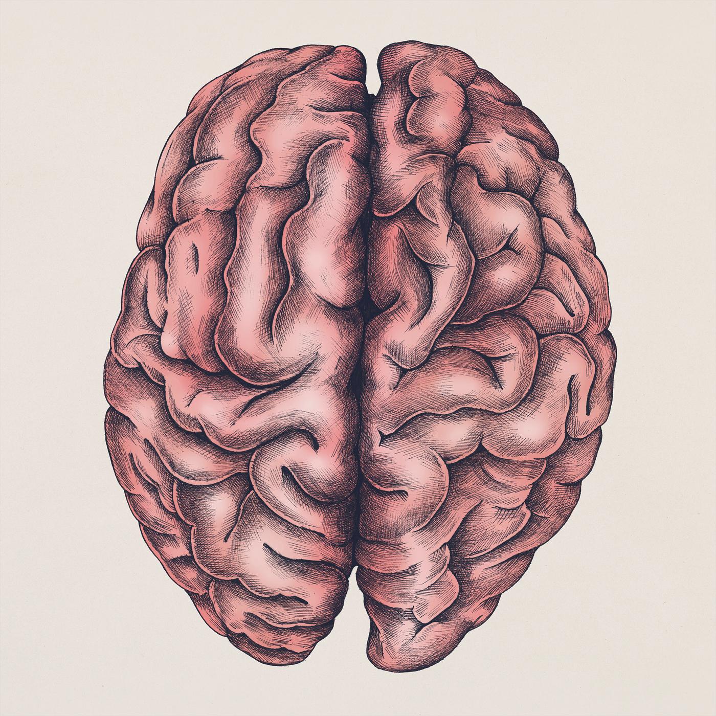 Brain internal organ vintage style illustration | Free ...