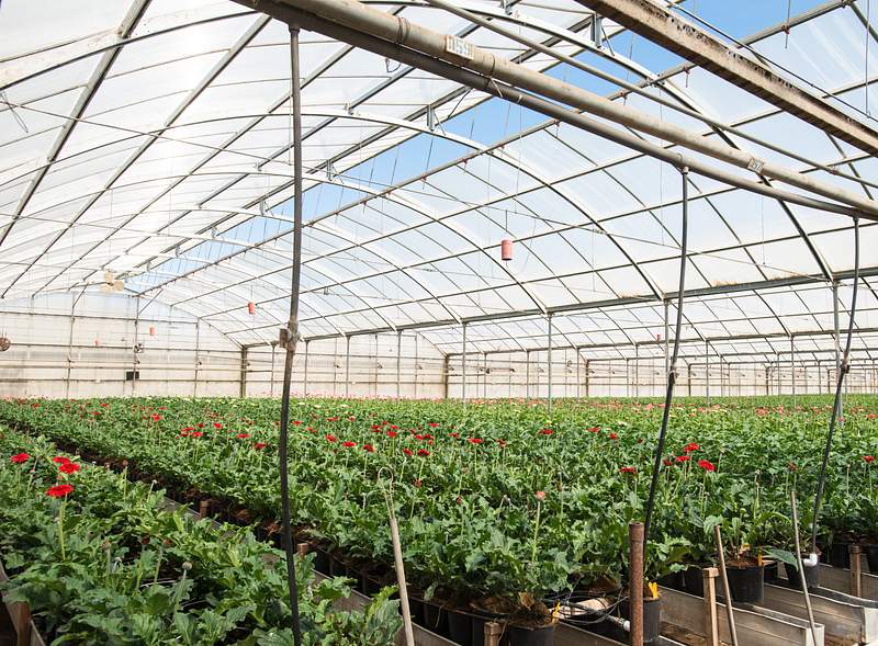 Kitayama Brothers, Inc. (KBI) hydroponic… | Free public domain photo Kitayama Brothers, Inc. (KBI) hydroponic greenhouses with micro irrigation have been in use for years in their 40 acres of…