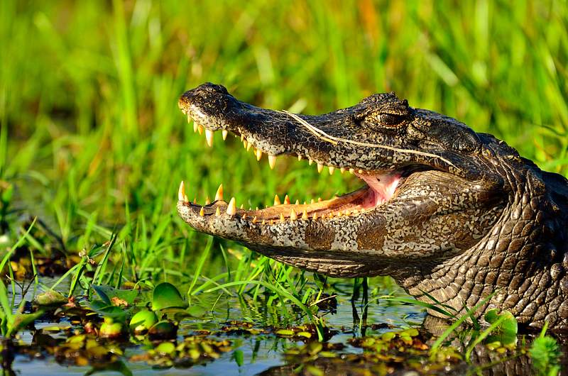 Crocodile Images | Free HD Backgrounds, PNGs, Vectors & Illustrations - rawpixel