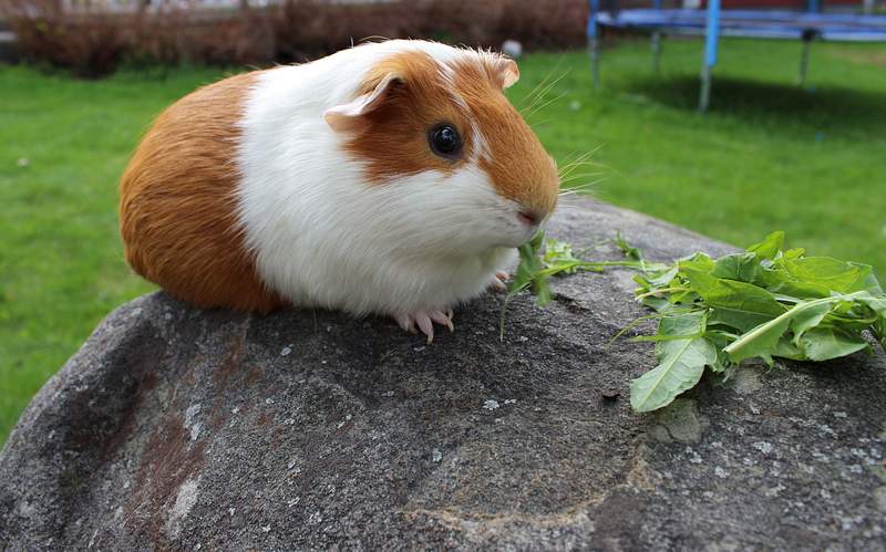 can guinea pigs eat figs