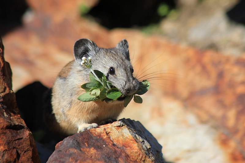 Rat Eat Food Images | Free Photos, PNG Stickers, Wallpapers & Backgrounds - rawpixel Rat Eat Food Images | Free Photos, PNG Stickers, Wallpapers & Backgrounds - rawpixel