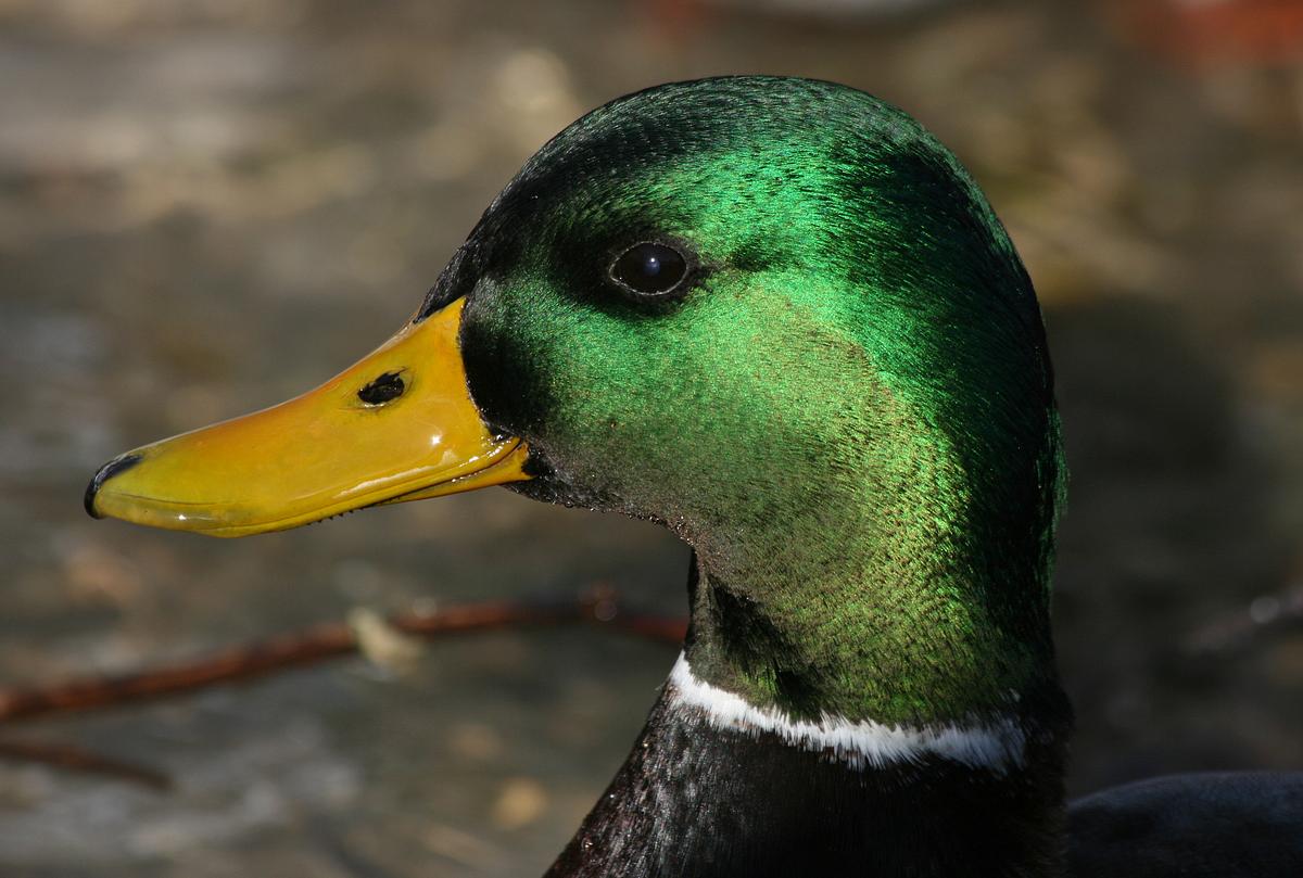 Mallard Drake | Free Photo - rawpixel