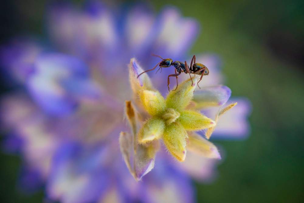 An ant makes its way across the leaves of a Lupine wildflower near Delmoe Lake in Beaverhead-Deerlodge National…