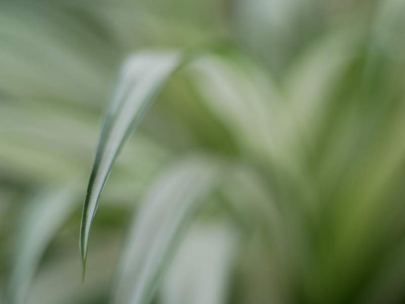 Blur Green Background Images | Free Photos, PNG Stickers, Wallpapers &  Backgrounds - rawpixel