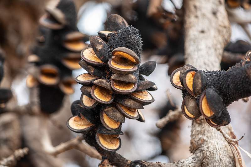 Food And Fire Photo Image Images Biology Diagrams