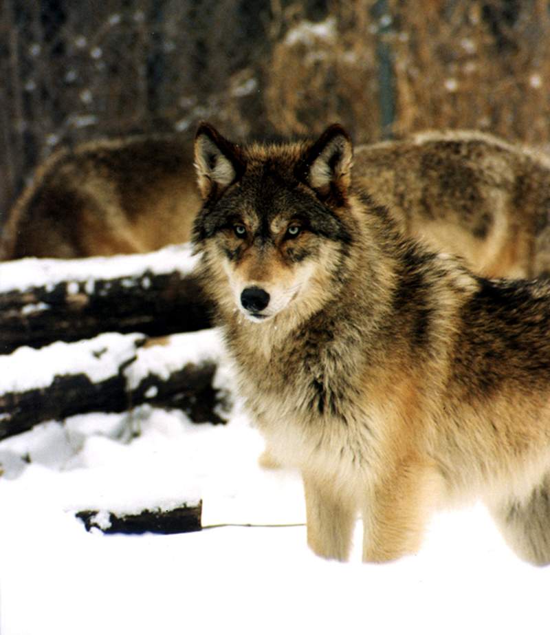 Grey Wolf Alpha Images | Free Photos, PNG Stickers, Wallpapers ...