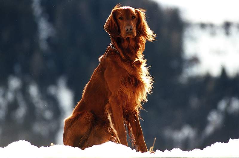 Hairy big dog breeds