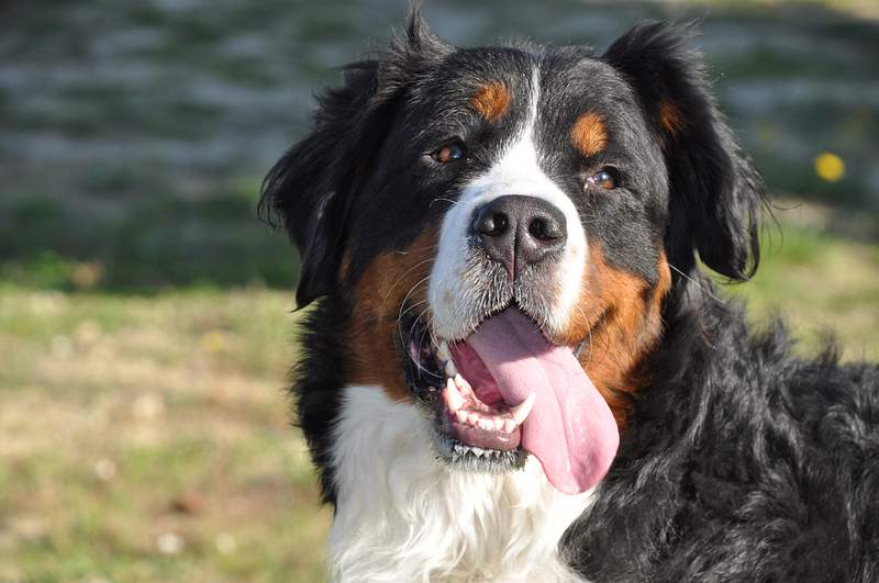 12 things to know about Bernese mountain dog