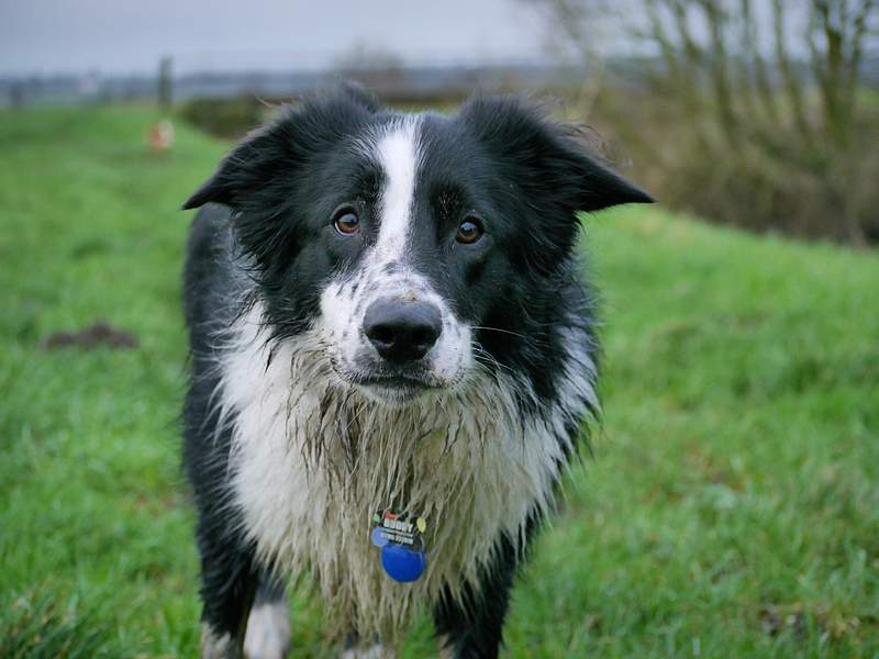 Dog Collie Images | Free Photos, PNG Stickers, Wallpapers & Backgrounds - rawpixel