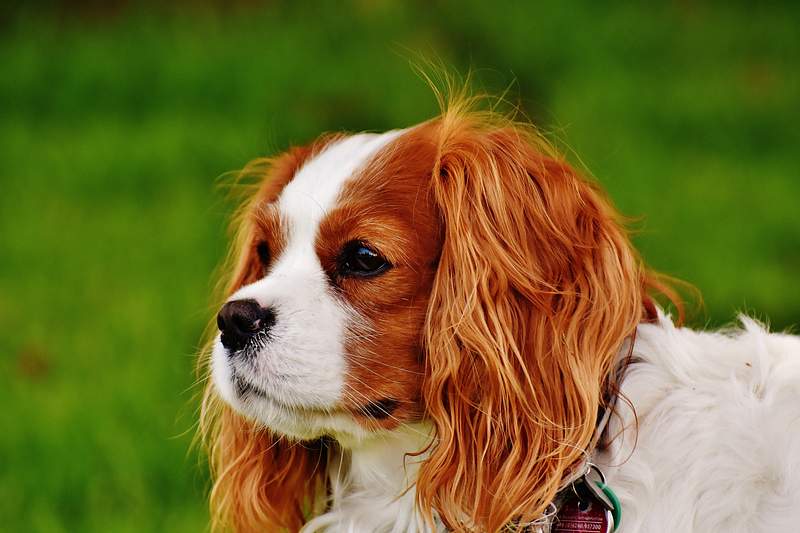 English Toy Spaniel Puppies’ Best Dog Food