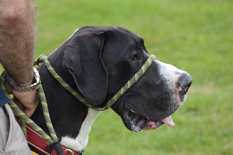 Great Dane Growth Chart (Weight Chart & Size Chart) 4 Great Dane