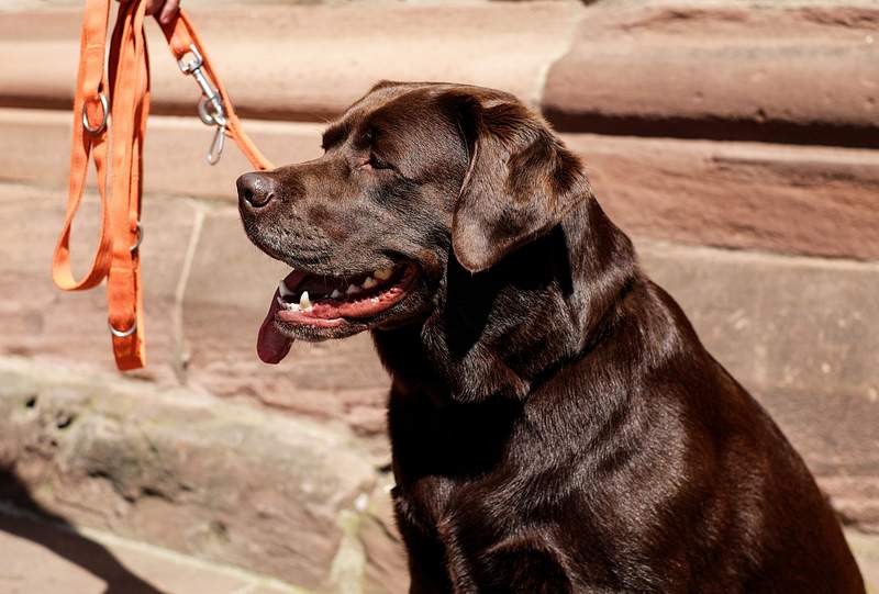 Labrador retriever. Original public domain | Free Photo - rawpixel