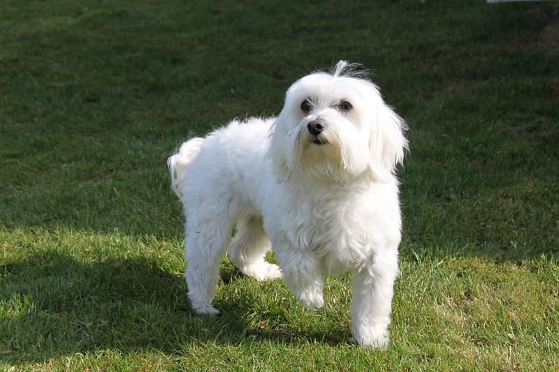 Maltese Growth Chart (Weight Chart & Size Chart) 6 Main Types and Breeds Of Malteses