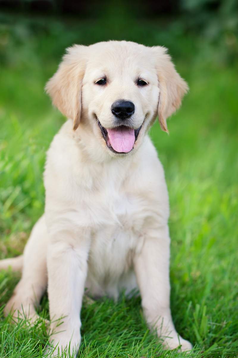 Which Foods Suitable for Human Consumption Can Golden Retriever Puppies Eat?