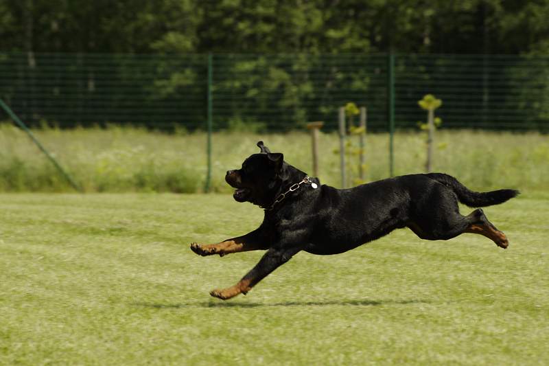 Rottweiler Images | Free Photos, PNG Stickers, Wallpapers & Backgrounds - rawpixel