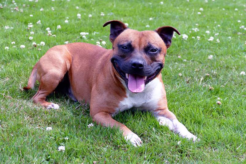A Few Interesting Facts About The Boxer American Staffordshire Terrier Mix