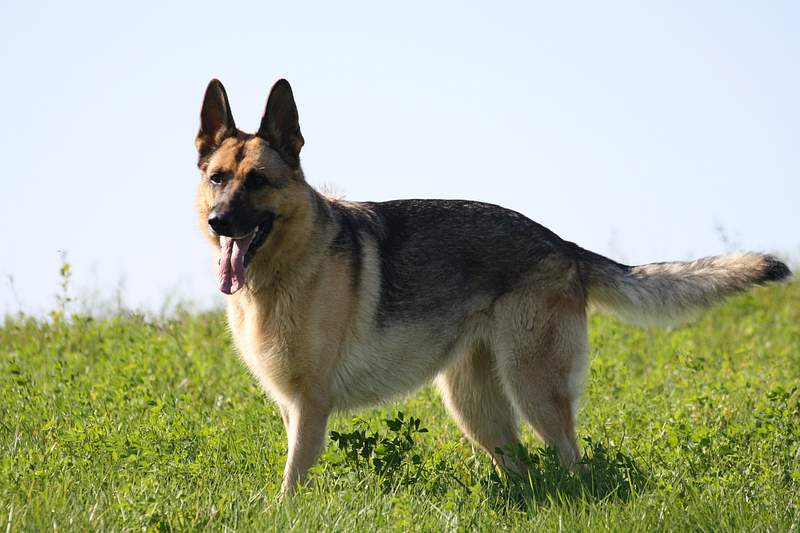 Pitbull vs. German Shepherd: Which Is Best for You?