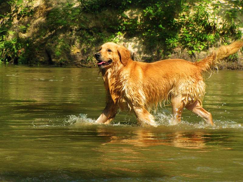 Happy Golden Retriever dog | Free Photo - rawpixel