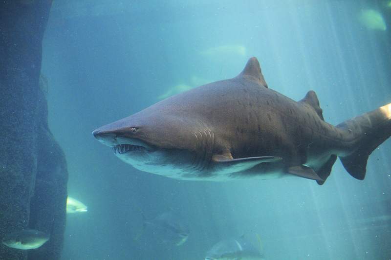 Tiger Shark Images | Free Photos, PNG Stickers, Wallpapers & Backgrounds - rawpixel