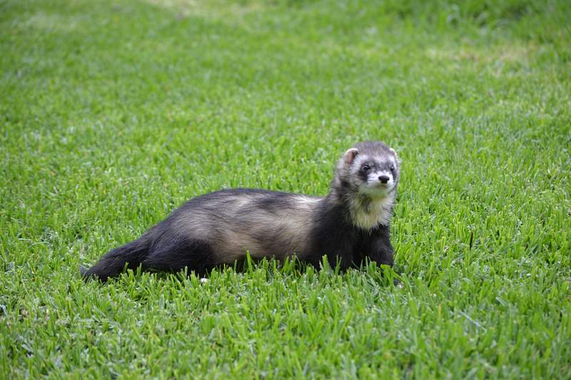 Ferret Animal Images | Free Photos, PNG Stickers, Wallpapers & Backgrounds  - rawpixel