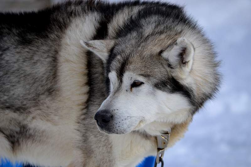 Big hairy dog breeds and fluffy  big dog breeds