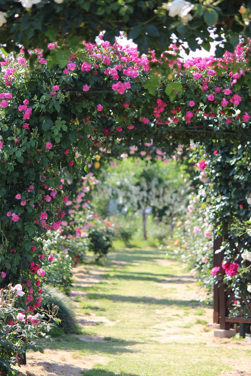 Rose Garden Images | Free Photos, PNG Stickers, Wallpapers & Backgrounds -  rawpixel