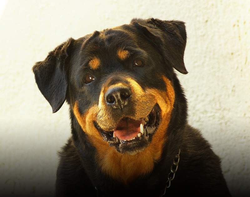 Rottweiler vs Pitbull - Which is stronger?
