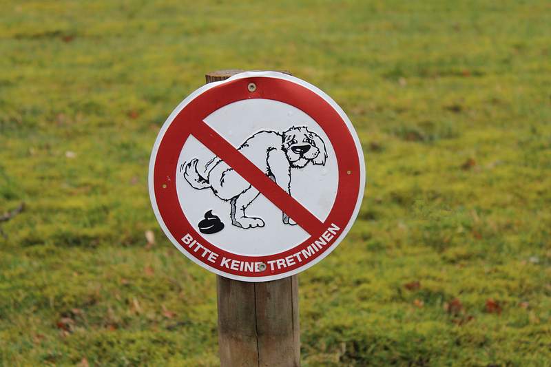 A Dog Pooping Images | Free Photos, PNG Stickers, Wallpapers