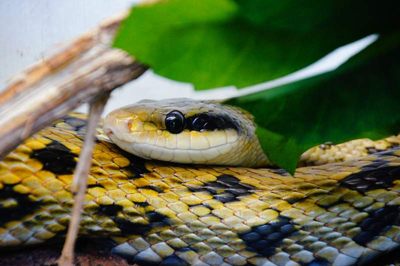 Green Anaconda vs King Cobra - Who is the king of the snakes?