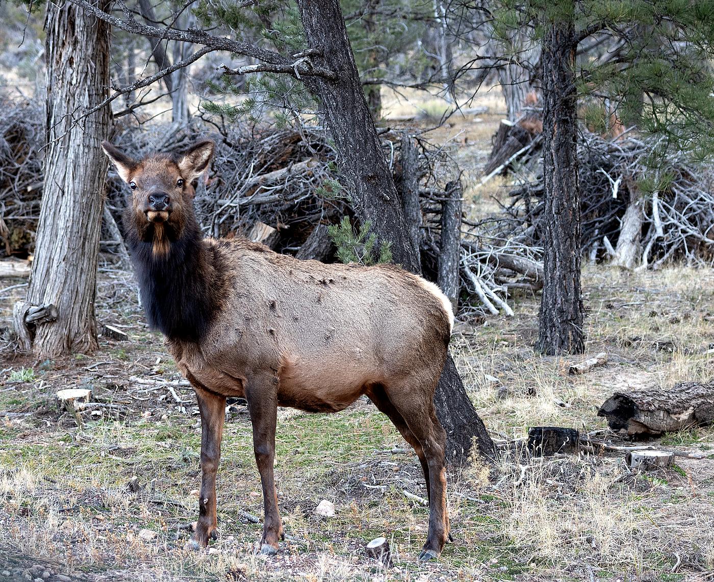Elk, sometimes by the dozens at once, comfortably mingle with visitors along the roadways of Grand Canyon National Park in... Elk, sometimes by the dozens at once, comfortably mingle with visitors along the roadways of Grand Canyon National Park in...