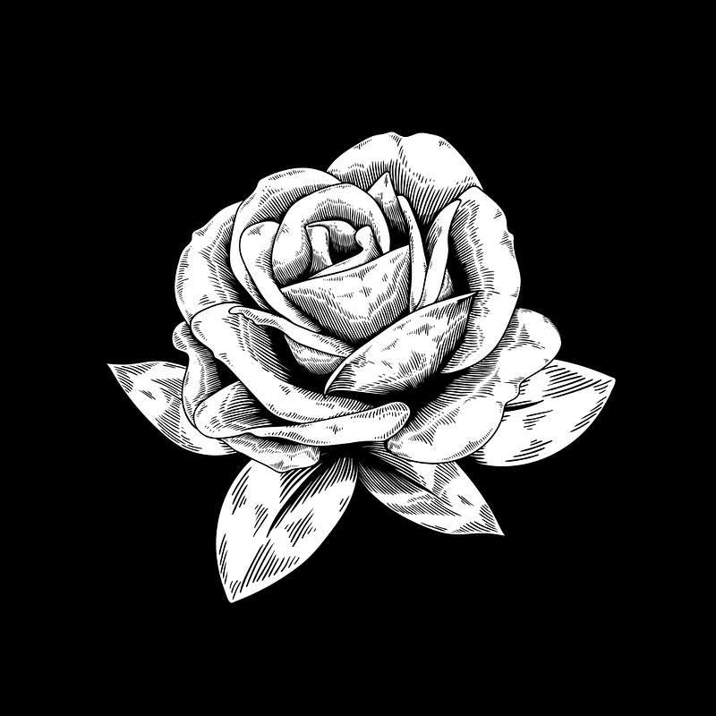 pic Black And White Rose Wallpaper Drawing free vectors pngs mockups