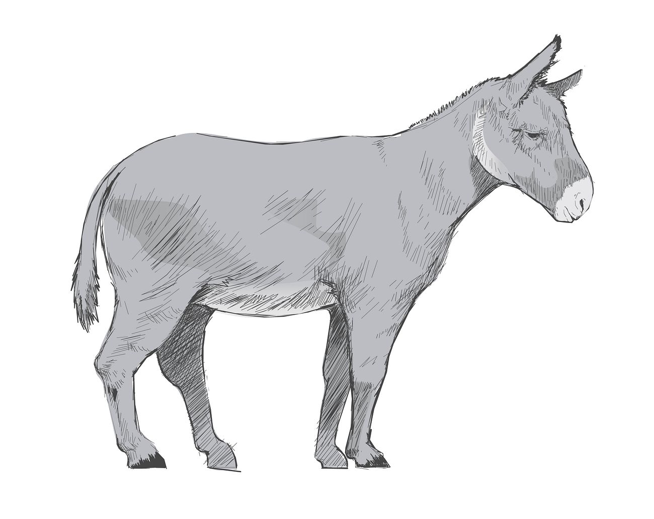 Illustration drawing style of donkey Royalty free vector