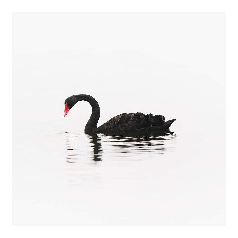 Black Swan Images | Free Photos, PNG Stickers, Wallpapers & Backgrounds -  rawpixel