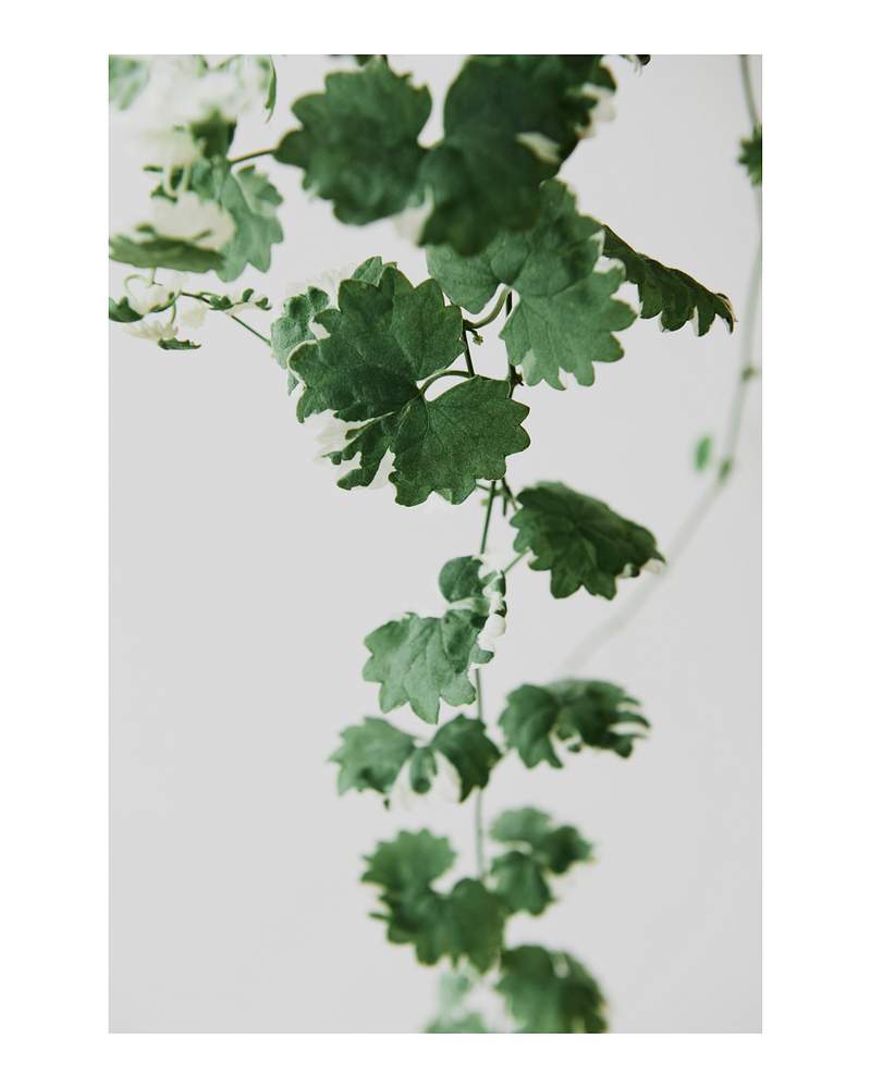 Ivy Images | Free Photos, PNG Stickers, Wallpapers & Backgrounds - rawpixel