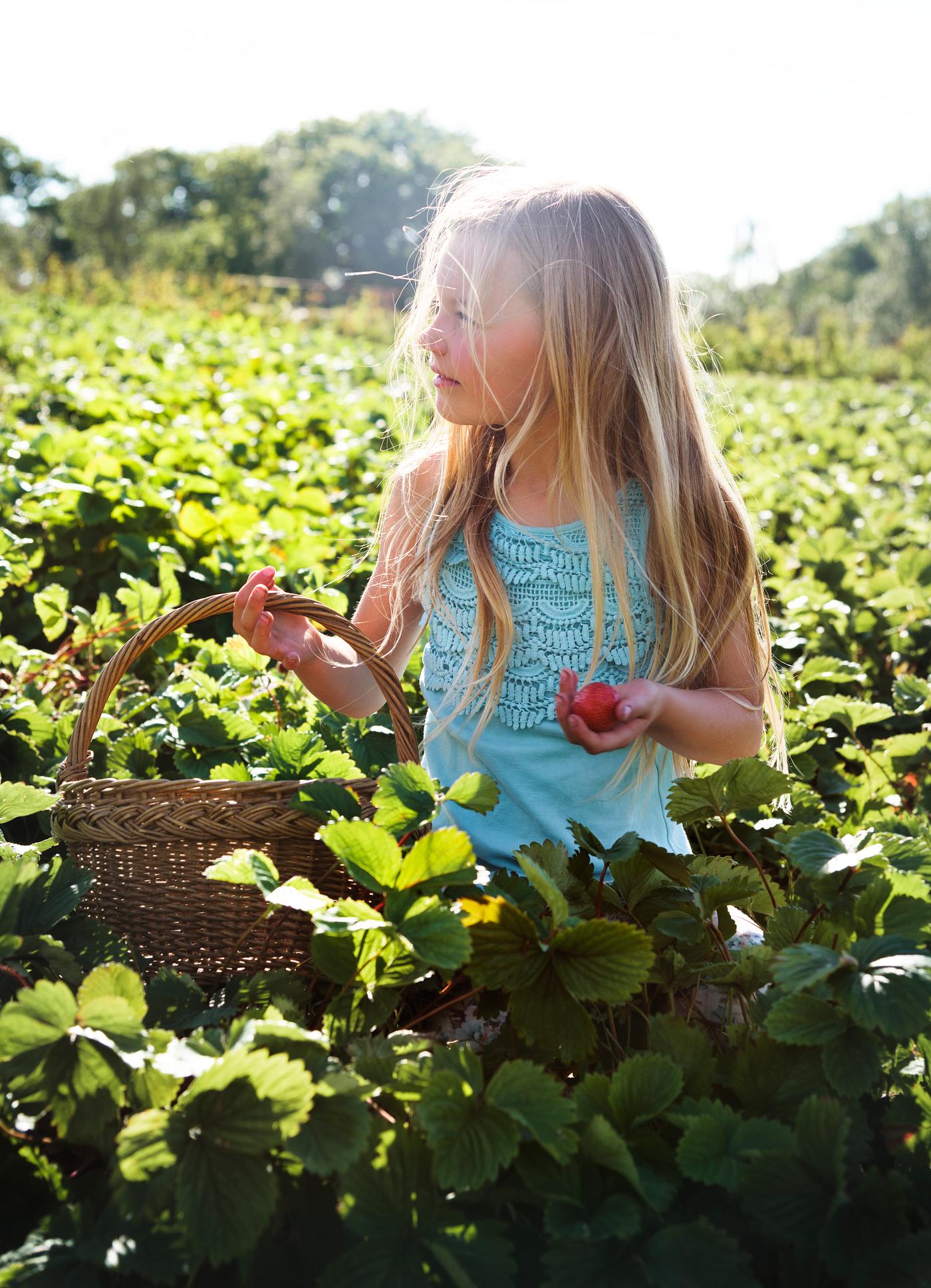 Kid in strawberry farm Kid in strawberry farm