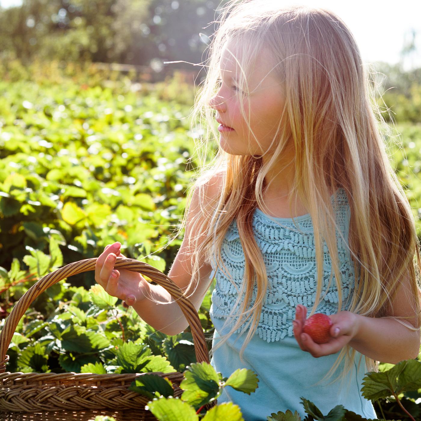 Kid in strawberry farm - farm, alone, backyard, botany, child, children, countryside, cultivate, field, fresh, fruit, garden... Kid in strawberry farm - farm, alone, backyard, botany, child, children, countryside, cultivate, field, fresh, fruit, garden...