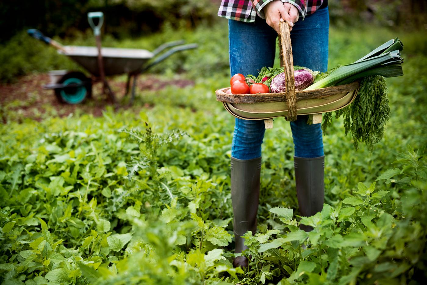 Vegetable farm Vegetable farm
