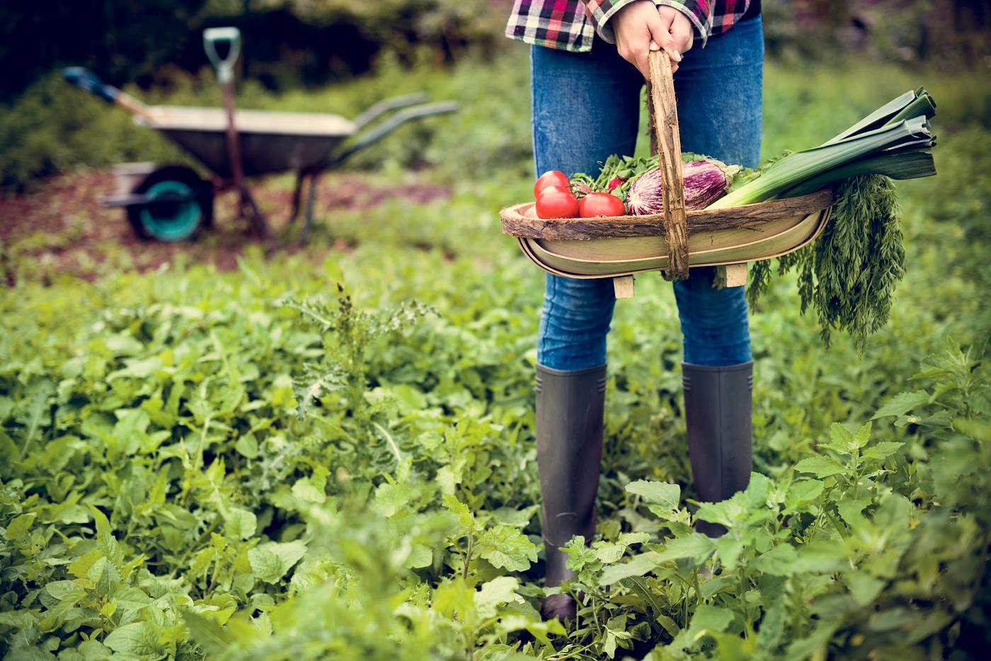 gardening, arboretum, backyard, bloom, blooming, botanical, botany, country, countryside, cultivate, cultivating, flora,... gardening, arboretum, backyard, bloom, blooming, botanical, botany, country, countryside, cultivate, cultivating, flora,...