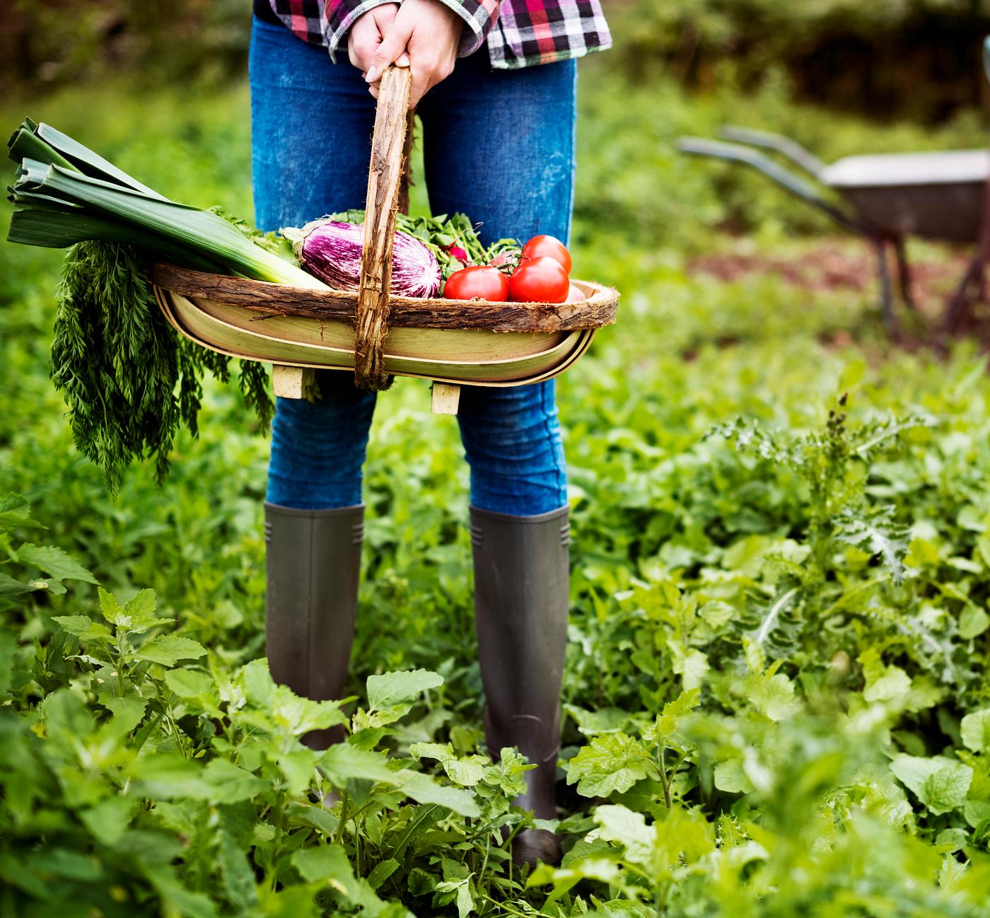 Vegetable farm Vegetable farm