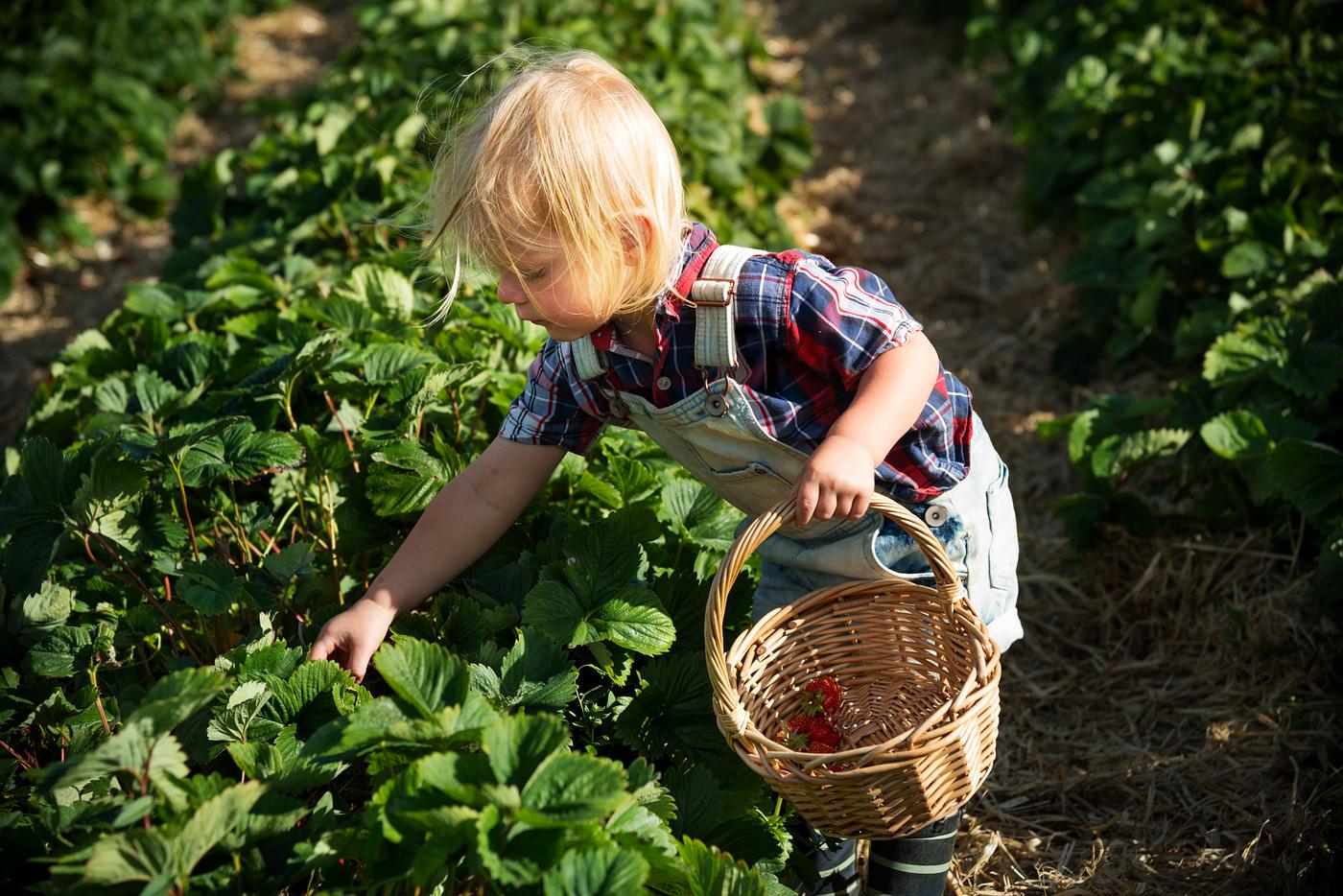 arboretum, backyard, bloom, blooming, botanical, botany, boy, child, country, countryside, cultivate, cultivating, field,... arboretum, backyard, bloom, blooming, botanical, botany, boy, child, country, countryside, cultivate, cultivating, field,...