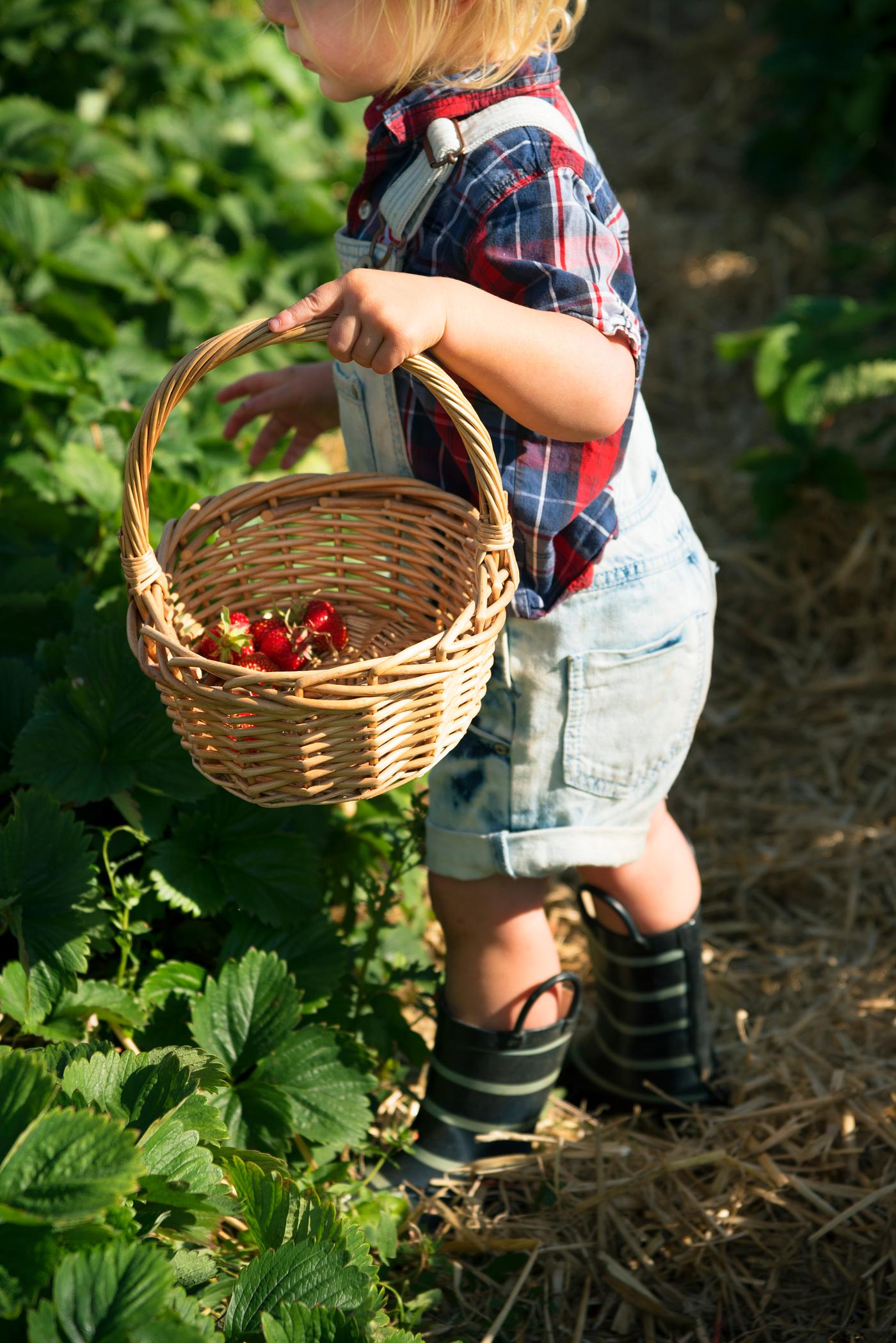 Little boy picking strawberry in a farm - child, spring, fruit, gardener, toddler, alone, backyard, botany, boy, children,... Little boy picking strawberry in a farm - child, spring, fruit, gardener, toddler, alone, backyard, botany, boy, children,...