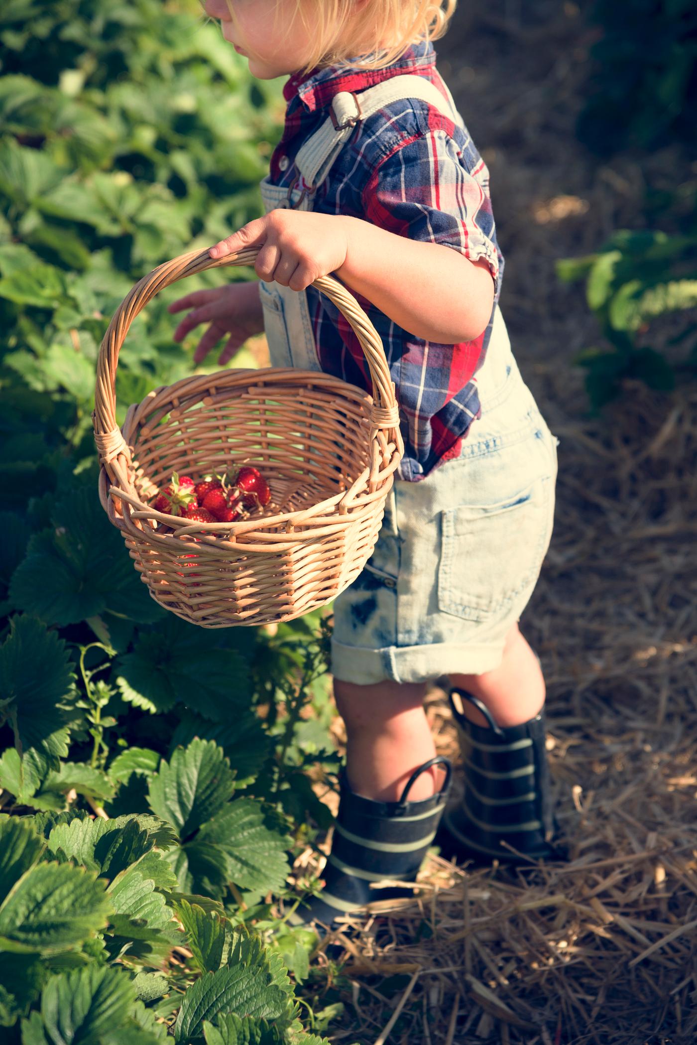 arboretum, backyard, bloom, blooming, botanical, botany, boy, country, countryside, cultivate, cultivating, flora, garden,... arboretum, backyard, bloom, blooming, botanical, botany, boy, country, countryside, cultivate, cultivating, flora, garden,...