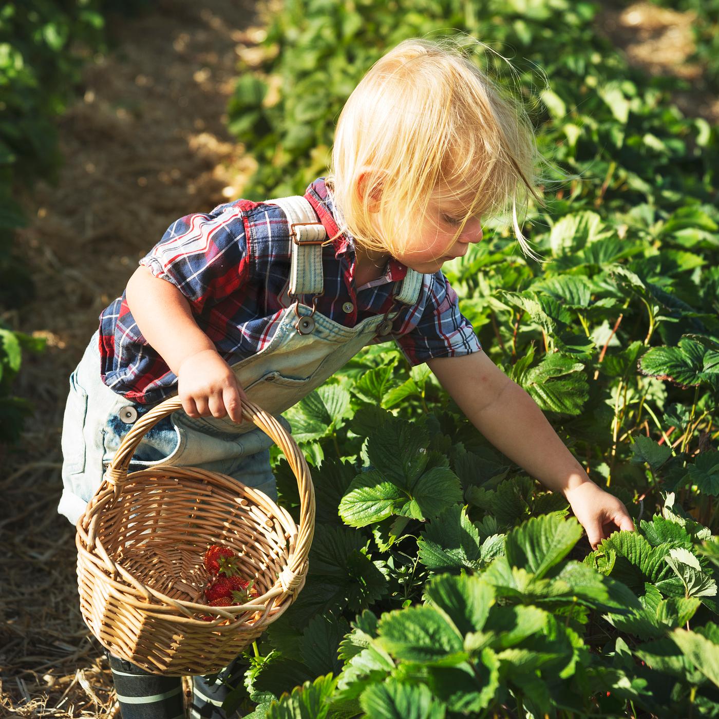 Kid in strawberry farm - gardening, alone, backyard, botany, boy, child, children, countryside, cultivate, farm, field,... Kid in strawberry farm - gardening, alone, backyard, botany, boy, child, children, countryside, cultivate, farm, field,...