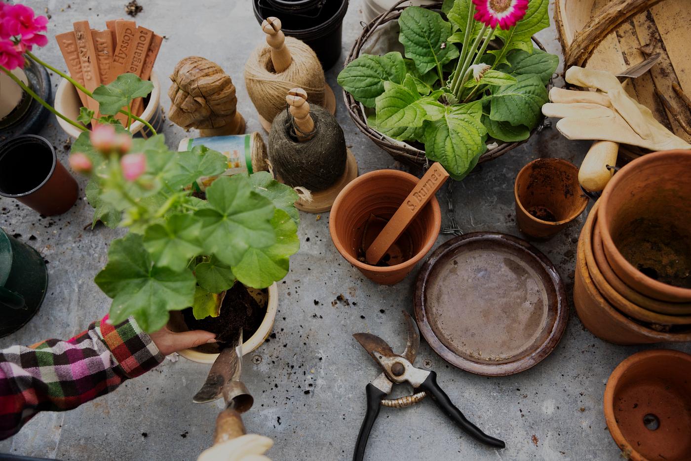 Hands planting flower in a pot Hands planting flower in a pot