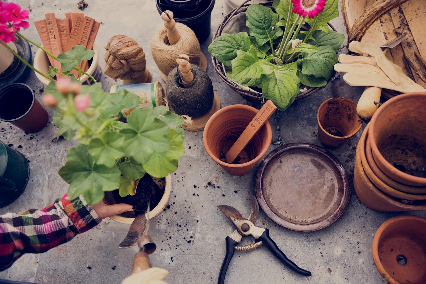sprout, agriculture, arboretum, backyard, bloom, botanical, botany, cultivate, cultivated, cultivating, cultivation, ecology... sprout, agriculture, arboretum, backyard, bloom, botanical, botany, cultivate, cultivated, cultivating, cultivation, ecology...