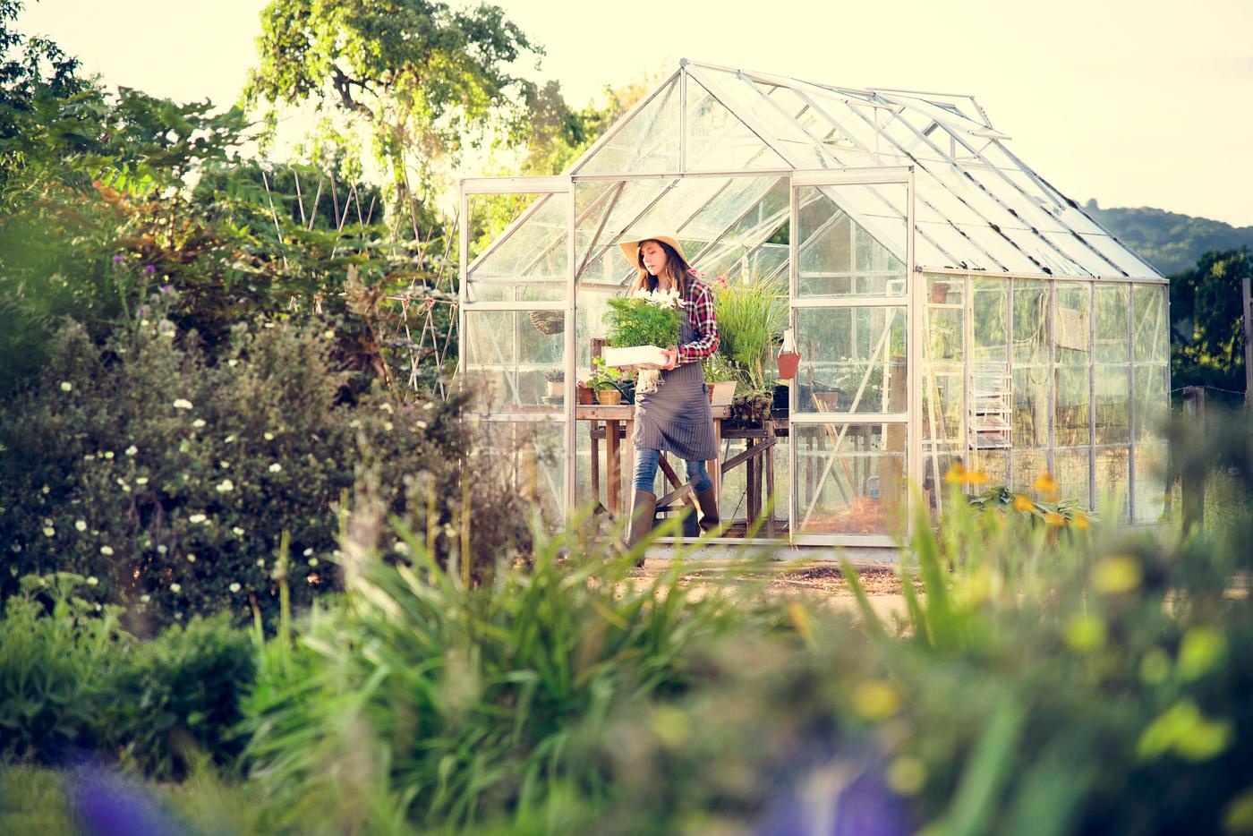 arboretum, backyard, bloom, blooming, botanical, botany, country, countryside, cultivate, cultivating, flora, garden,... arboretum, backyard, bloom, blooming, botanical, botany, country, countryside, cultivate, cultivating, flora, garden,...