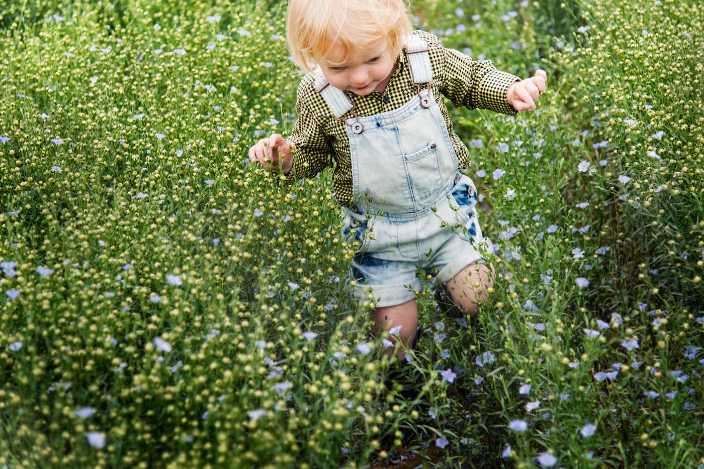 arboretum, backyard, bloom, blooming, botanical, botany, boy, country, countryside, cultivate, cultivating, field, flora,... arboretum, backyard, bloom, blooming, botanical, botany, boy, country, countryside, cultivate, cultivating, field, flora,...