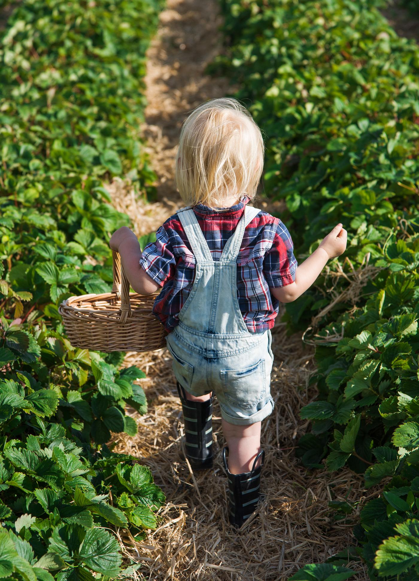 Kid in strawberry farm Kid in strawberry farm