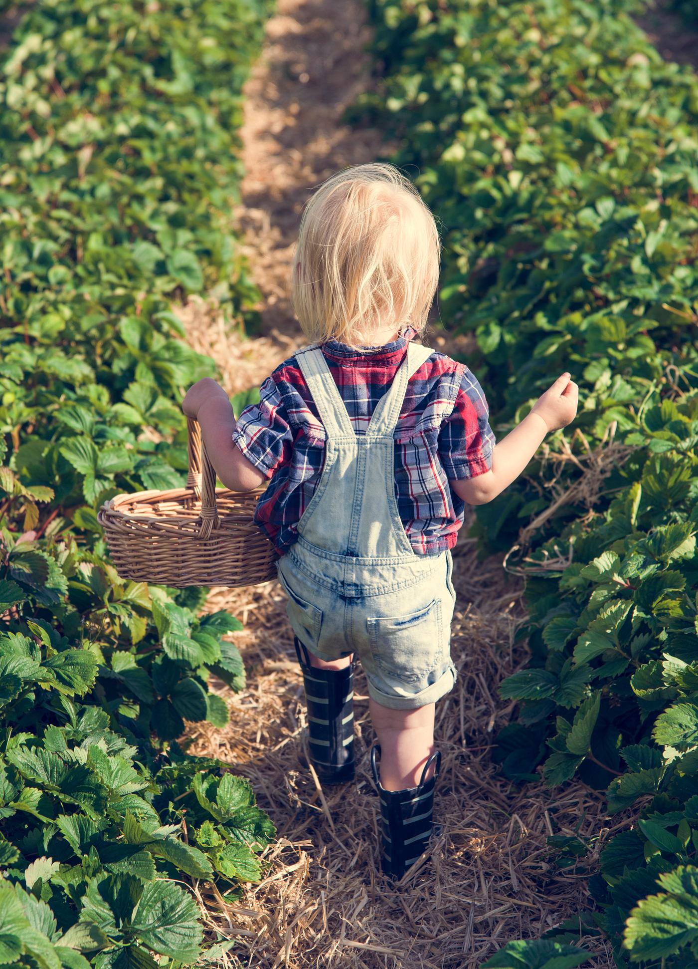 arboretum, backyard, bloom, blooming, botanical, botany, boy, country, countryside, cultivate, cultivating, flora, garden,... arboretum, backyard, bloom, blooming, botanical, botany, boy, country, countryside, cultivate, cultivating, flora, garden,...